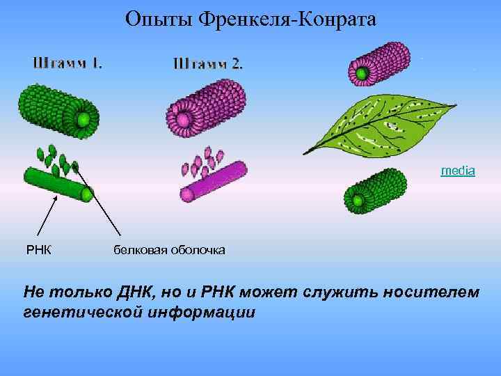 Опыты Френкеля-Конрата media РНК белковая оболочка Не только ДНК, но и РНК может служить