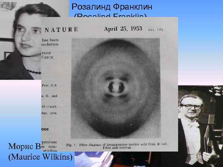 Розалинд Франклин (Rosalind Franklin) Морис Вилкинс (Maurice Wilkins) 