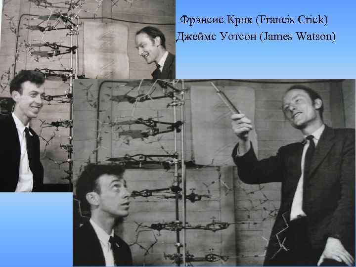 Фрэнсис Крик (Francis Crick) Джеймс Уотсон (James Watson) 