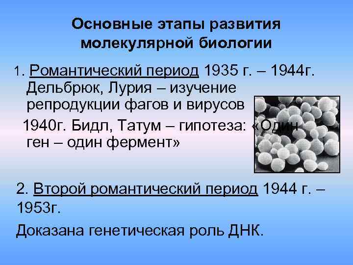 Основные этапы развития молекулярной биологии 1. Романтический период 1935 г. – 1944 г. Дельбрюк,