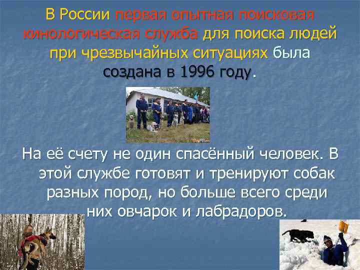 В России первая опытная поисковая кинологическая служба для поиска людей при чрезвычайных ситуациях была