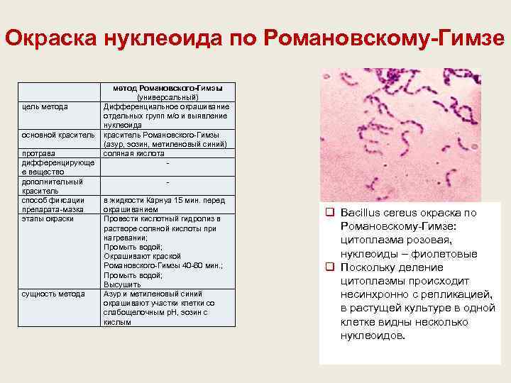 Окраска нуклеоида по Романовскому-Гимзе цель метода основной краситель протрава дифференцирующе е вещество дополнительный краситель