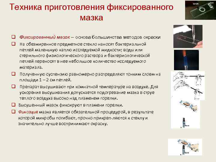 Техника приготовления фиксированного мазка q Фиксированный мазок – основа большинства методов окраски q На