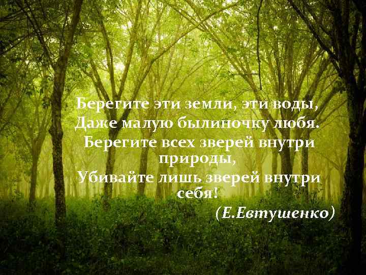 Берегите эти земли, эти воды, Даже малую былиночку любя. Берегите всех зверей внутри природы,