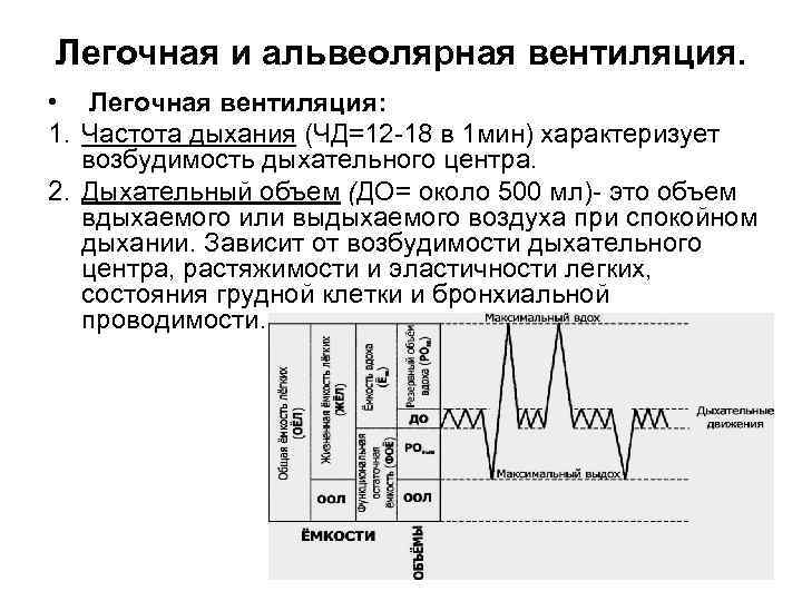 Жизненная емкость легких легочная вентиляция