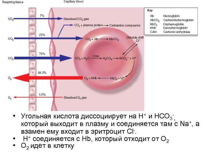 Эффект защелки физиология