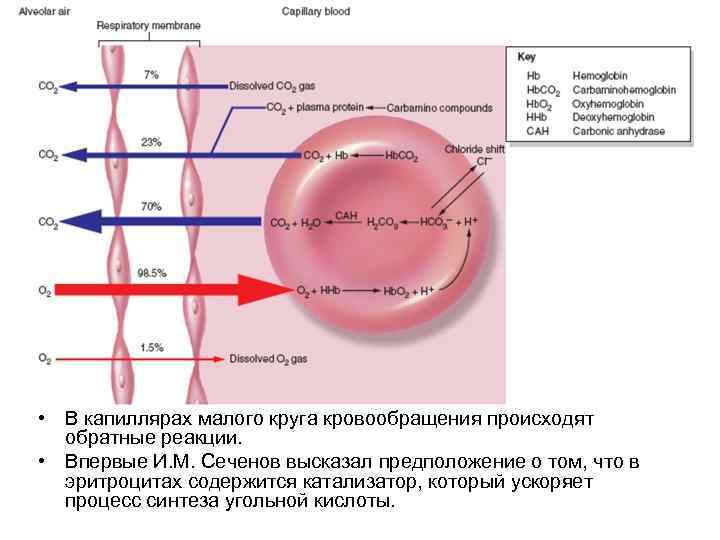  • В капиллярах малого круга кровообращения происходят обратные реакции. • Впервые И. М.