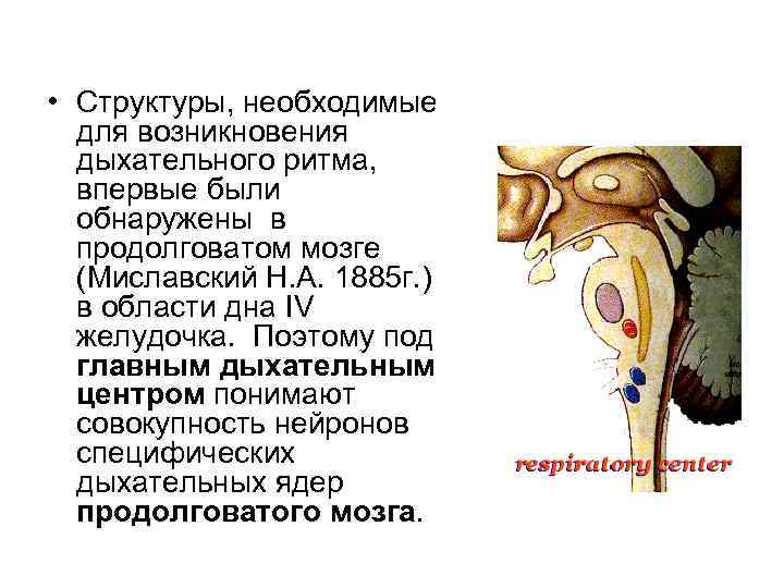  • Структуры, необходимые для возникновения дыхательного ритма, впервые были обнаружены в продолговатом мозге