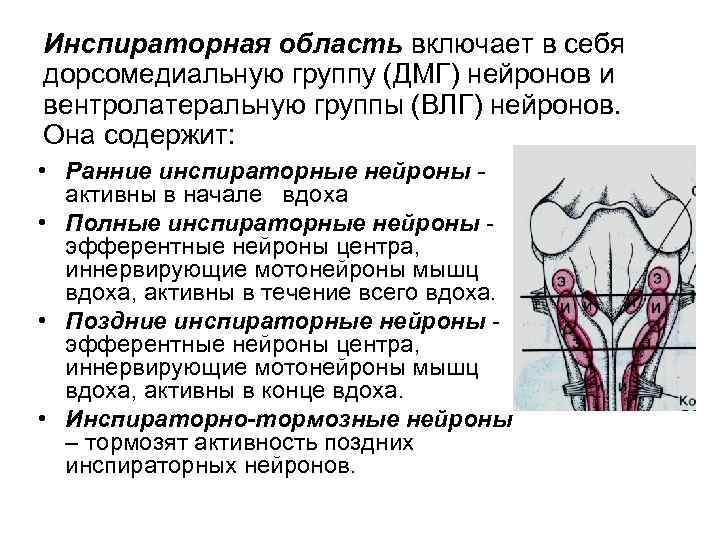 Инспираторная область включает в себя дорсомедиальную группу (ДМГ) нейронов и вентролатеральную группы (ВЛГ) нейронов.