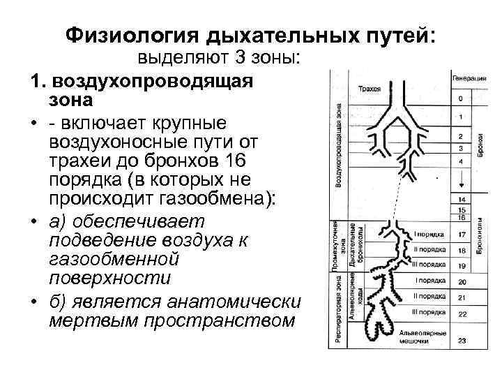 Воздухоносные пути по схеме вейбеля насчитывают порядка ов