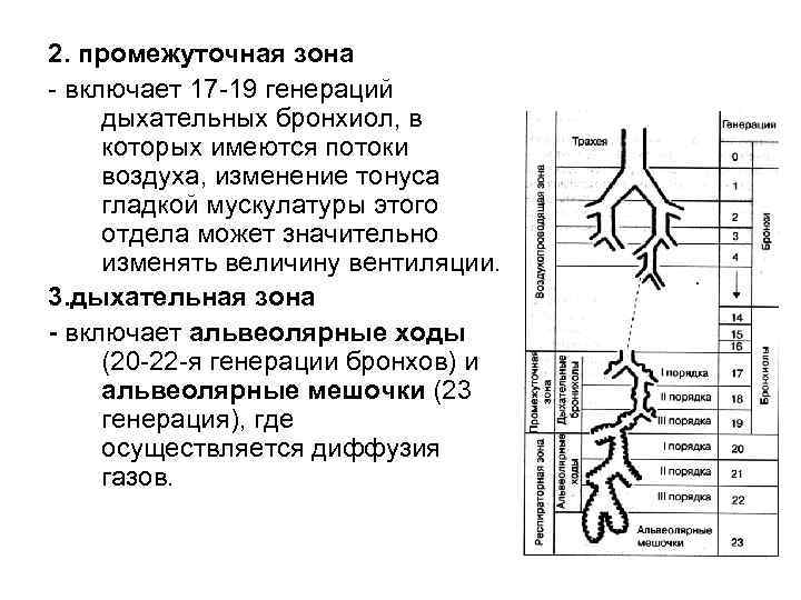 2. промежуточная зона - включает 17 -19 генераций дыхательных бронхиол, в которых имеются потоки