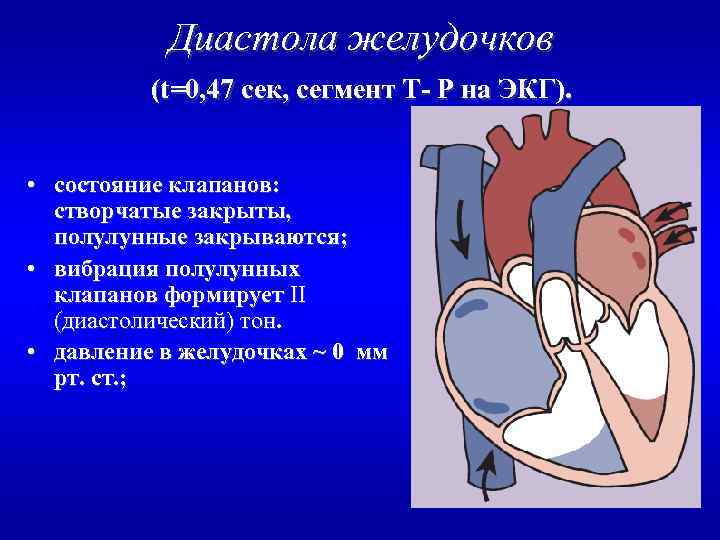 Диастола желудочков (t=0, 47 сек, сегмент Т- Р на ЭКГ). • состояние клапанов: створчатые