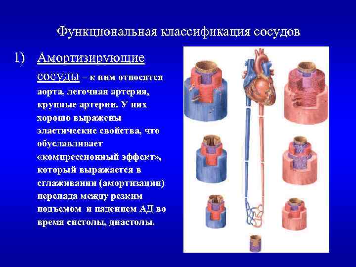 Функциональная классификация сосудов 1) Амортизирующие сосуды – к ним относятся аорта, легочная артерия, крупные
