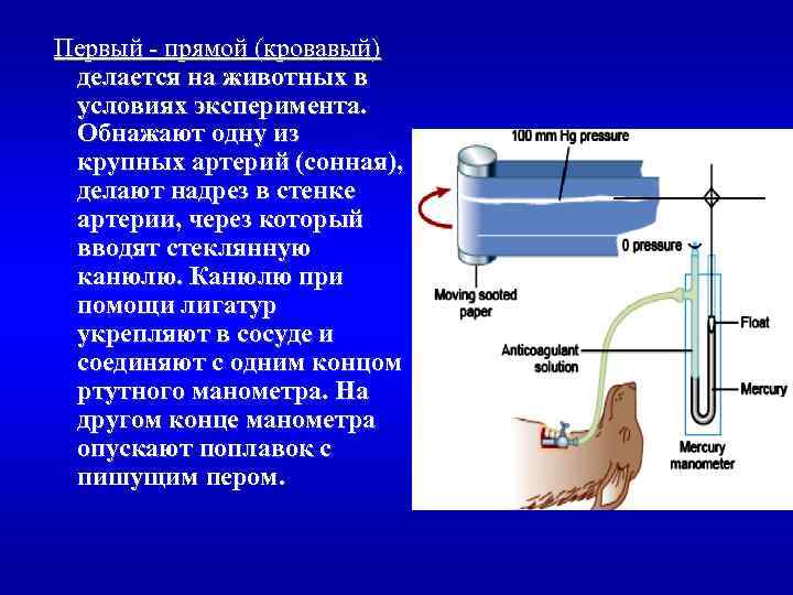 Первый - прямой (кровавый) делается на животных в условиях эксперимента. Обнажают одну из крупных