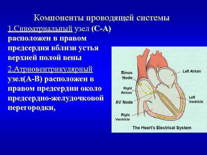 Проводящая система сердца проводит. Синоатриальный узел атриовентрикулярный узел. Физиология синоатриального узла. Синоатриальный узел сердца функции. Сино артериальный узел.