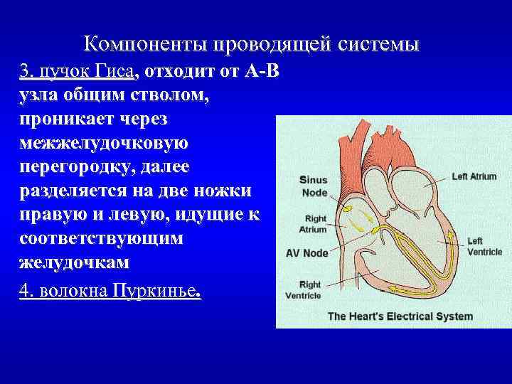 Компоненты проводящей системы 3. пучок Гиса, отходит от А-В узла общим стволом, проникает через