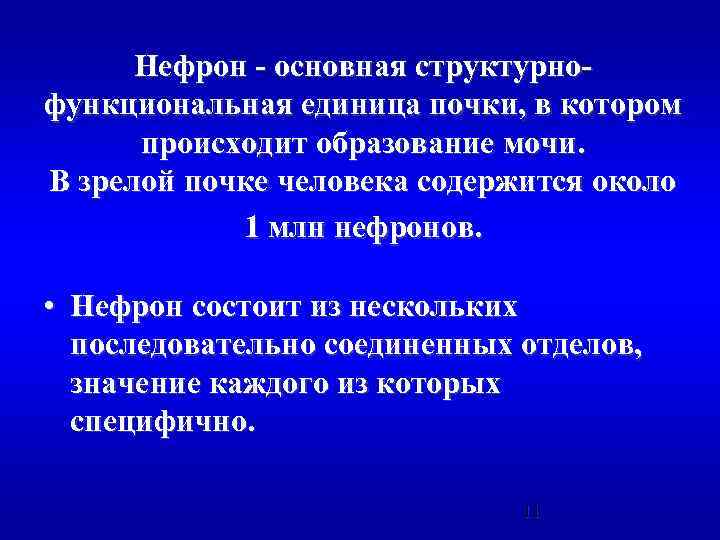 Нефрон - основная структурнофункциональная единица почки, в котором происходит образование мочи. В зрелой почке