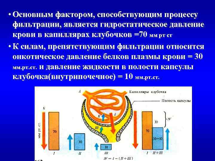 Процесс способствующий. Гидростатическое давление в капиллярных клубочков. Гидростатическое давление в капиллярах клубочка. Процессу фильтрации способствуют факторы. Факторы способствуют фильтрации крови.