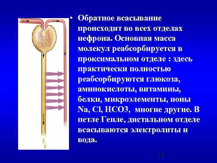  • Обратное всасывание происходит во всех отделах нефрона. Основная масса молекул реабсорбируется в