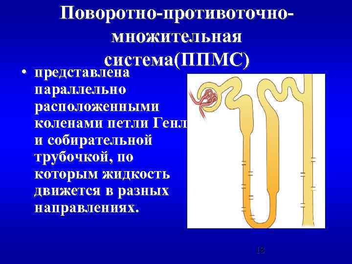 Схема противоточно множительной системы