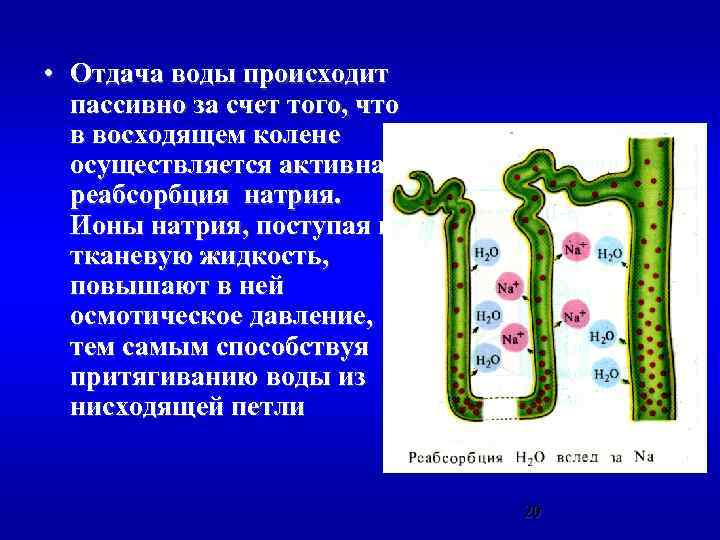  • Отдача воды происходит пассивно за счет того, что в восходящем колене осуществляется