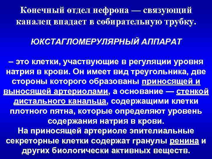 Конечный отдел нефрона — связующий каналец впадает в собирательную трубку. ЮКСТАГЛОМЕРУЛЯРНЫЙ АППАРАТ – это