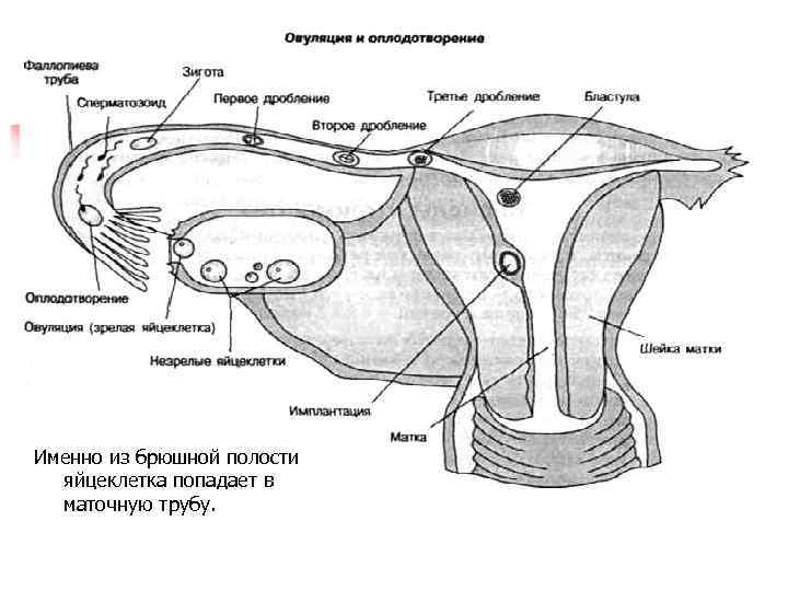 Маточные трубы рисунок анатомия