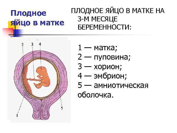 Плодное яйцо рисунок