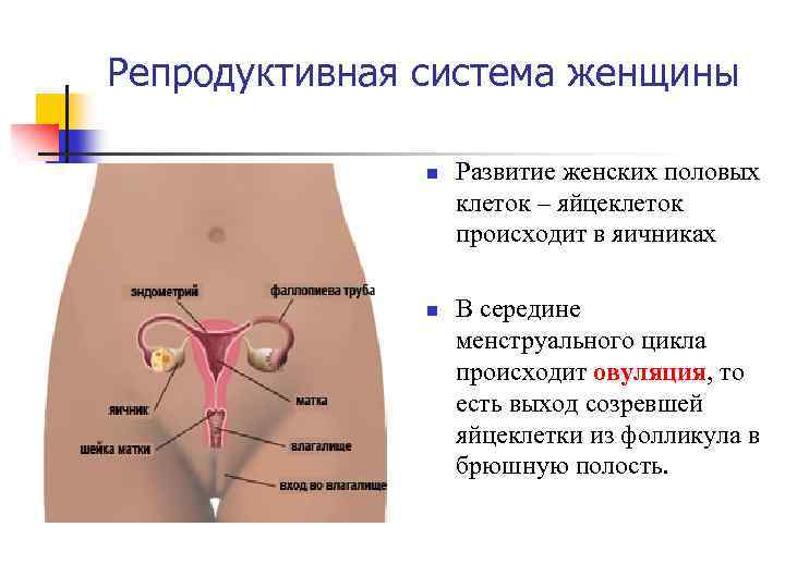 Репродуктивная система женщины n n Развитие женских половых клеток – яйцеклеток происходит в яичниках