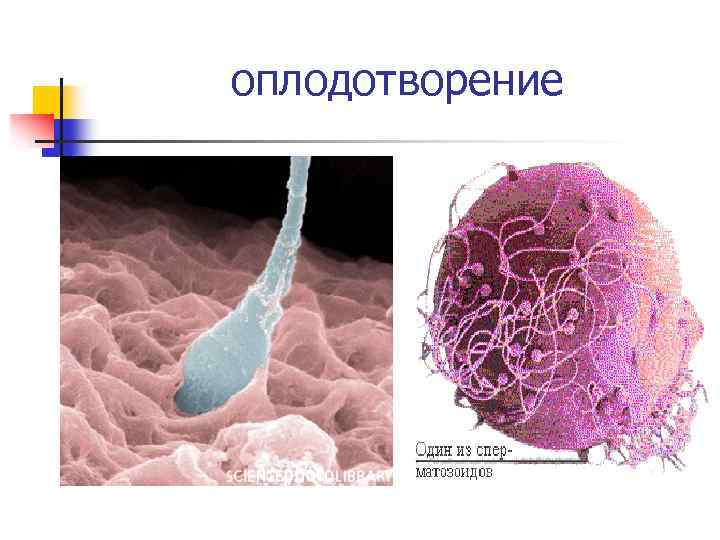 оплодотворение 