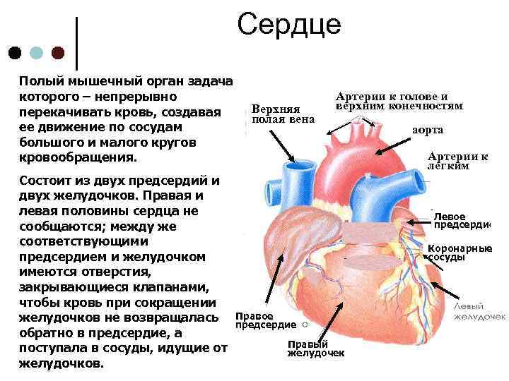 Сердце Полый мышечный орган задача которого – непрерывно перекачивать кровь, создавая ее движение по