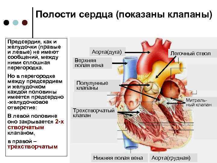 Правое предсердие отделено от правого желудочка. Строение правого предсердия и правого желудочка сердца. Сердце анатомия желудочки и предсердия. Сердце клапаны левый желудочек и предсердие. Левое предсердие и Лев желудочек.
