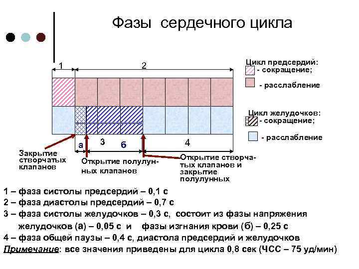 Фазы сердечного цикла 1 Цикл предсердий: - сокращение; 2 - расслабление Цикл желудочков: -