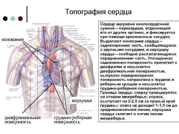 Топография сердца