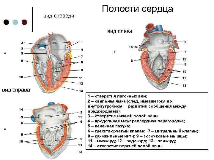 Полости сердца