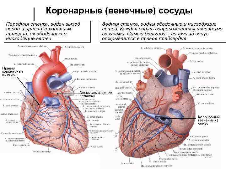 Коронарные (венечные) сосуды Передняя стенка, виден выход левой и правой коронарных артерий, их ободочные