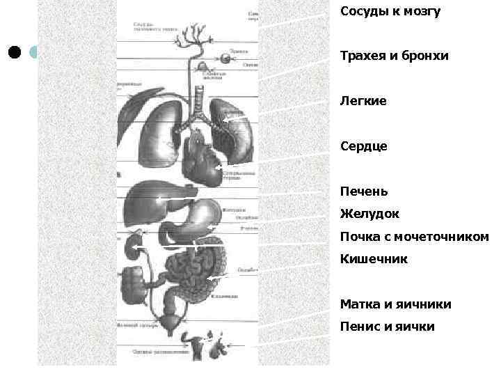 Сосуды к мозгу Трахея и бронхи Легкие Сердце Печень Желудок Почка с мочеточником Кишечник