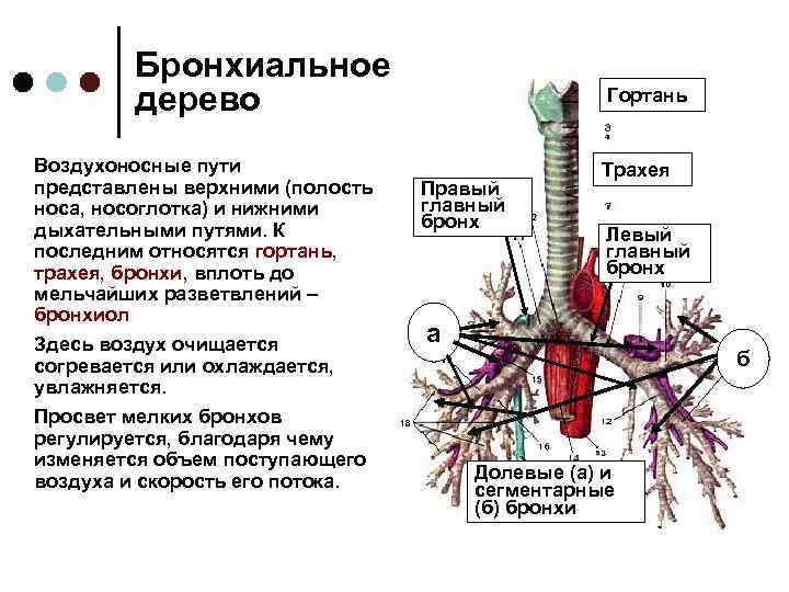 Что такое лаваш бронха