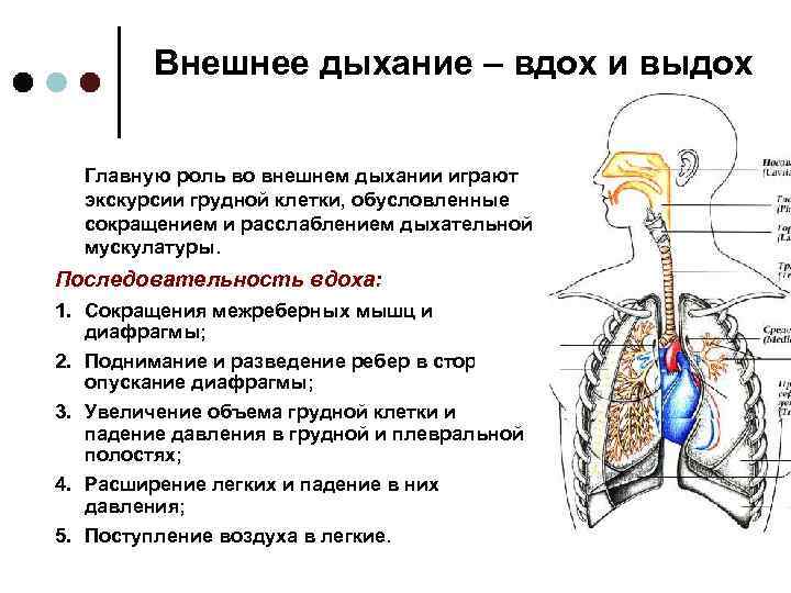 Процессы протекающие во время дыхательного движения