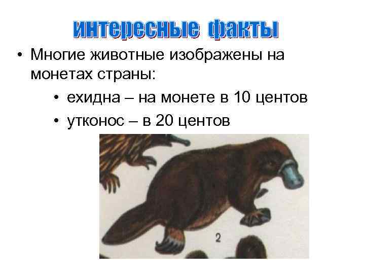  • Многие животные изображены на монетах страны: • ехидна – на монете в