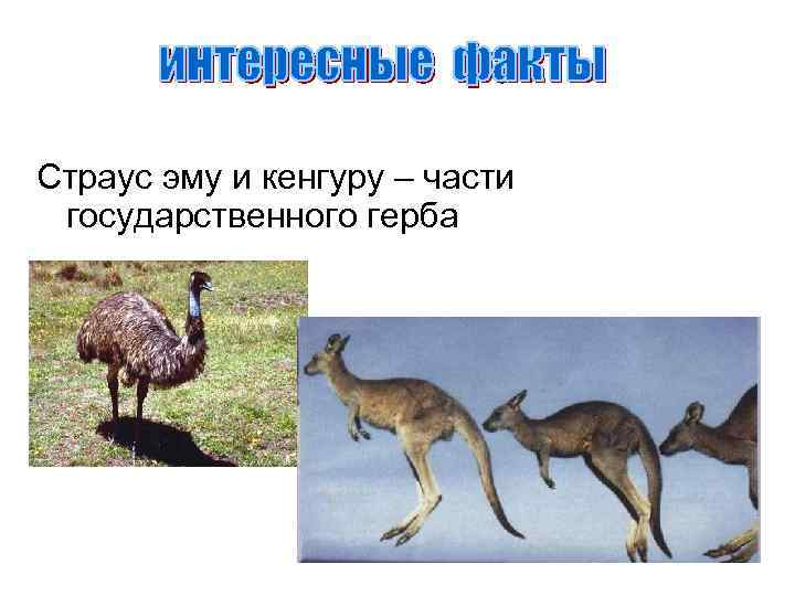 Страус эму и кенгуру – части государственного герба 