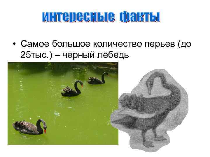  • Самое большое количество перьев (до 25 тыс. ) – черный лебедь 
