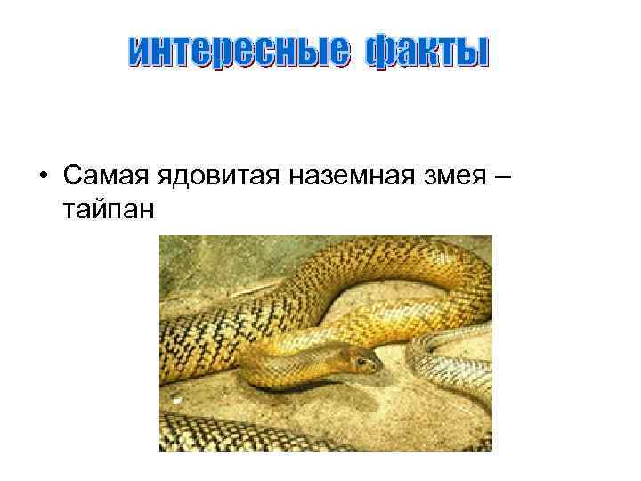  • Самая ядовитая наземная змея – тайпан 