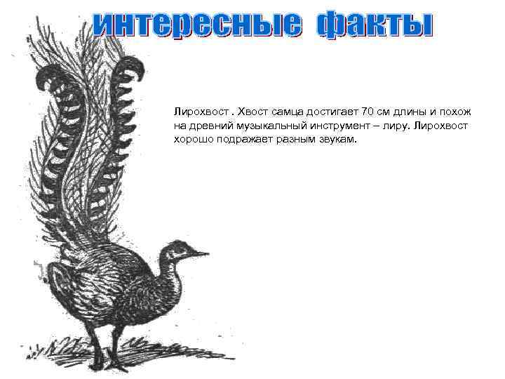 Лирохвост. Хвост самца достигает 70 см длины и похож на древний музыкальный инструмент –