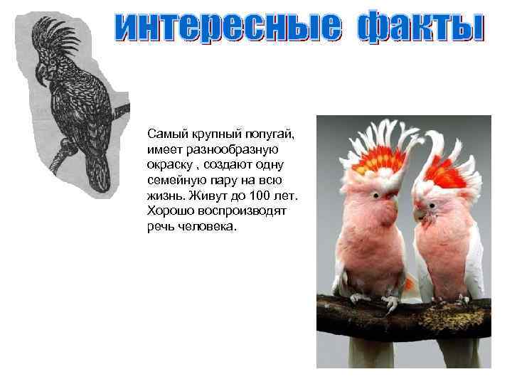 Самый крупный попугай, имеет разнообразную окраску , создают одну семейную пару на всю жизнь.