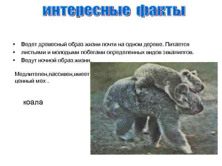  • • • Ведет древесный образ жизни почти на одном дереве. Питается листьями