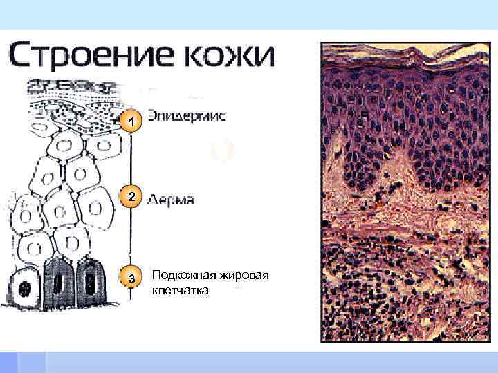 Подкожно жировая клетчатка картинка