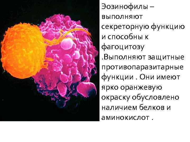 Эозинофилы – выполняют секреторную функцию и способны к фагоцитозу. Выполняют защитные противопаразитарные функции. Они