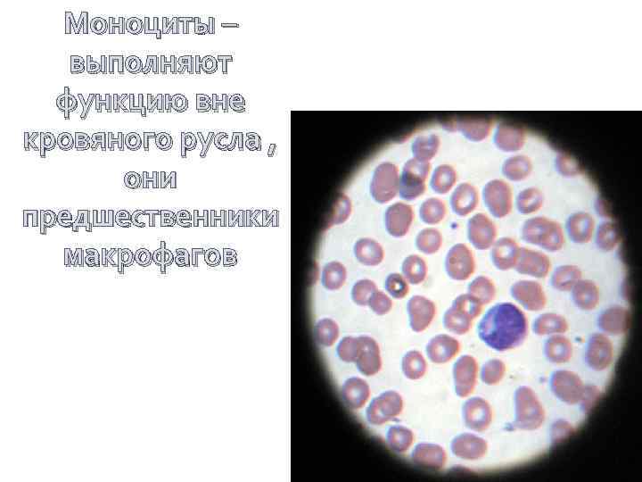 Моноциты – выполняют функцию вне кровяного русла , они предшественники макрофагов 