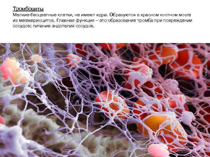 Тромбоциты Мелкие бесцветные клетки, не имеют ядра. Образуются в красном костном мозге из мегакариоцитов.